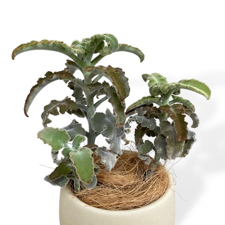 カランコエ　ベハレンシス　ミニマ　Kalanchoe behalensis ”Minima”