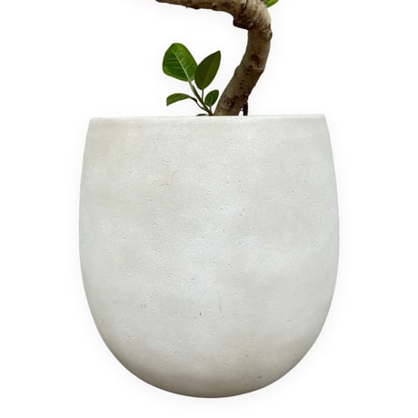 【お届け可能地域】フィカス アルテシマ　Ficus ”Altissima"