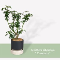 シェフレラ　コンパクタ　Schefflera arboricola 'Compacta'