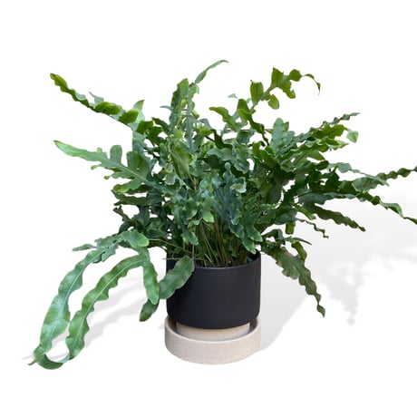 フレポディウム　オーレム　ブルースター　POT付　　Phlebodium aureum  "Blue Star"