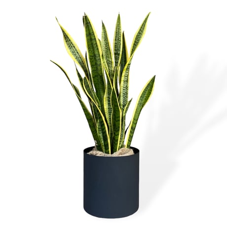 サンスベリア　ローレンティー　Sansevieria ”Laurentii”