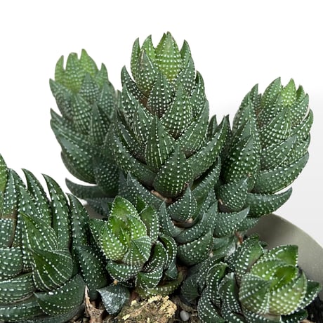 ハオルチア　カルウィニー　Haworthia reinwardtii var. ”Chalwinii”