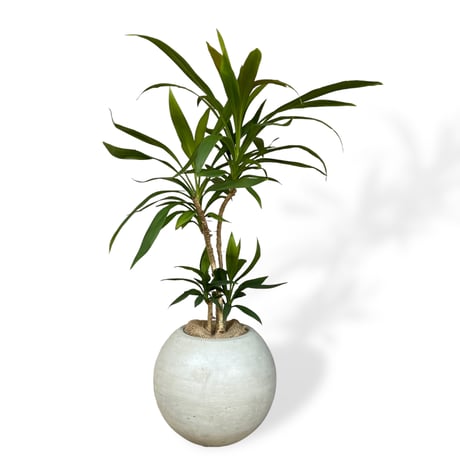 コルジリネ　ストリクタ　Cordyline "Stricta"