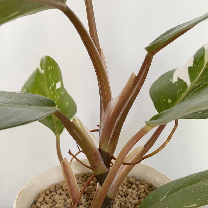 フィロデンドロン ホワイトウィザード3株 ホワイトナイト3株の計6株