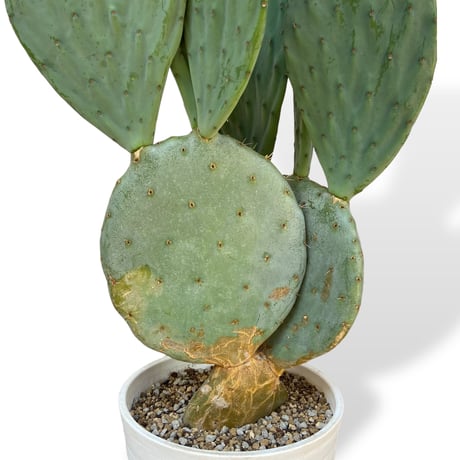 ウチワサボテン　ロブスタ(大丸盆)　Opuntia robusta