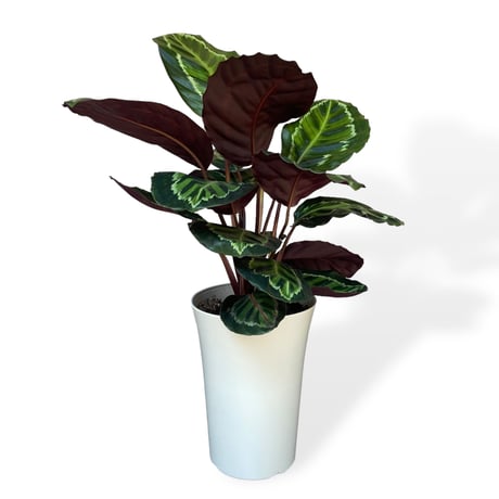 カラテア　メダリオン　Calathea Medallion