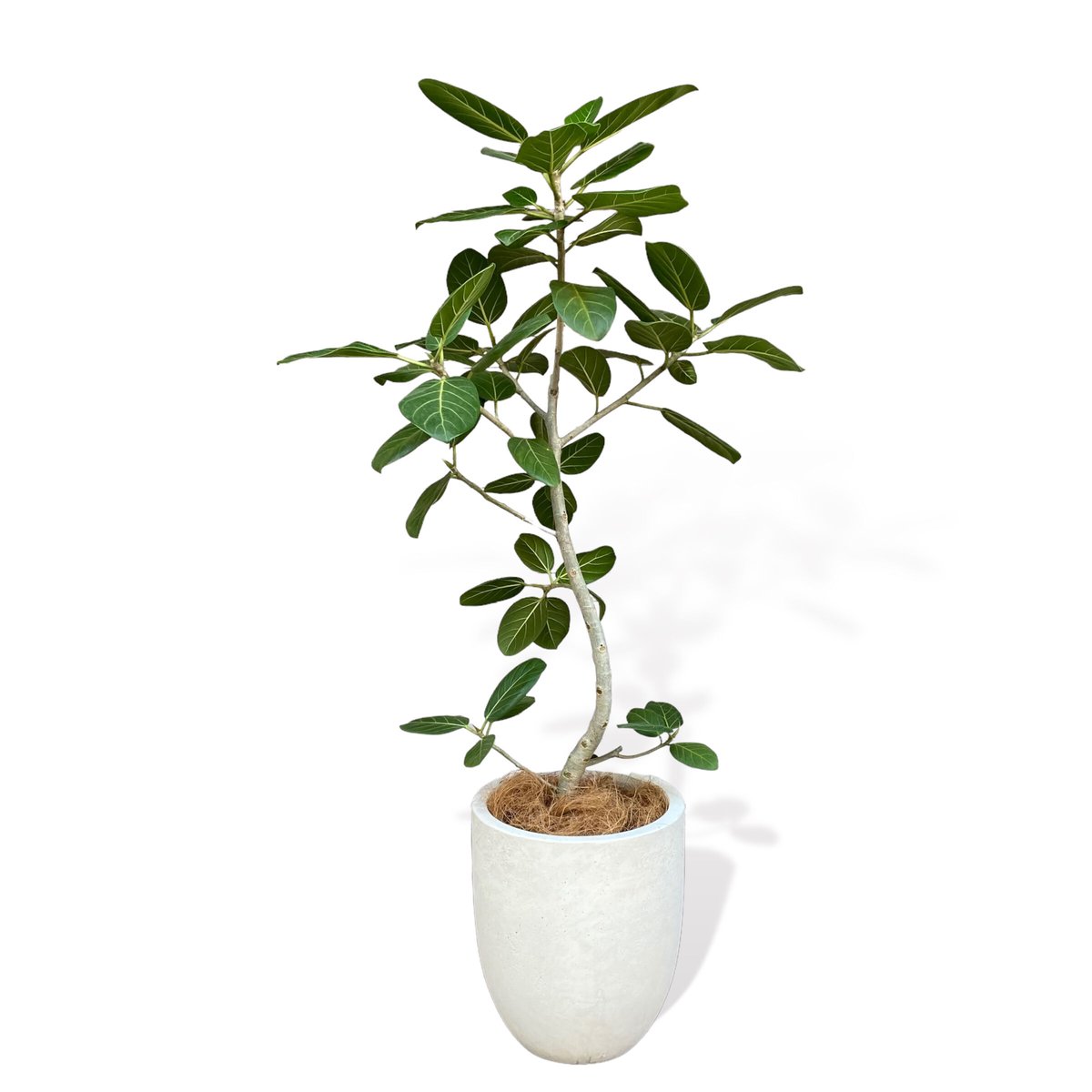 フィカス ベンガレンシス 140cm S-shaped tree form 8号 【公式通販】