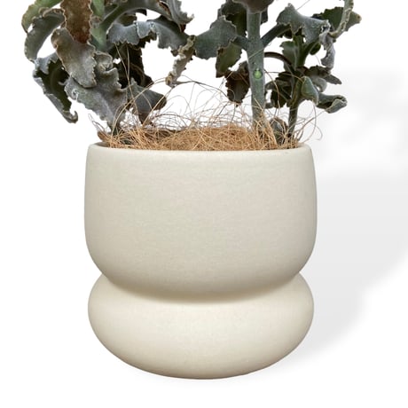 カランコエ　ベハレンシス　ミニマ　Kalanchoe behalensis ”Minima”