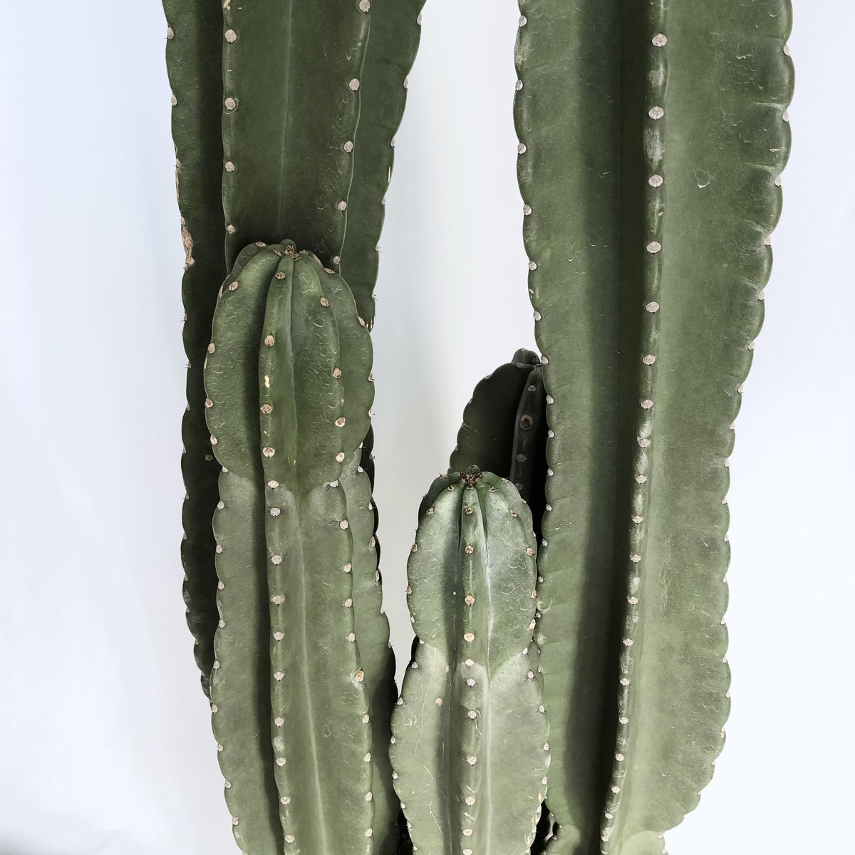 鬼面角 Cereus hildmannianus 005