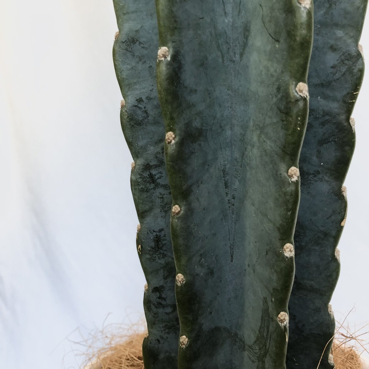 サボテン 柱サボテン 鬼面角 9頭発根 サボテンブランチ 金鯱 ユッカ