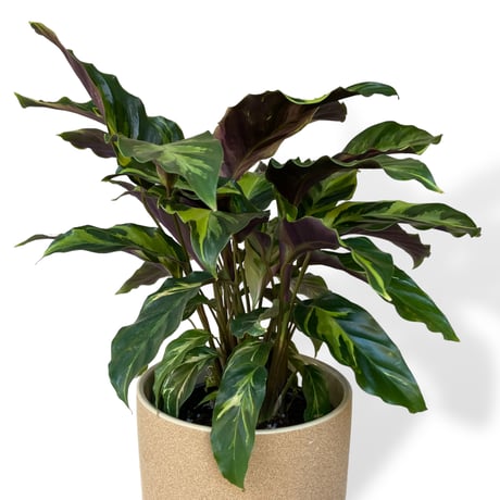 カラテア　ロウイサエ　タイビューティー　Calathea louisae  "Thai beauty"