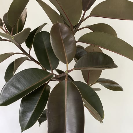 フィカス　バーガンディー　POT付