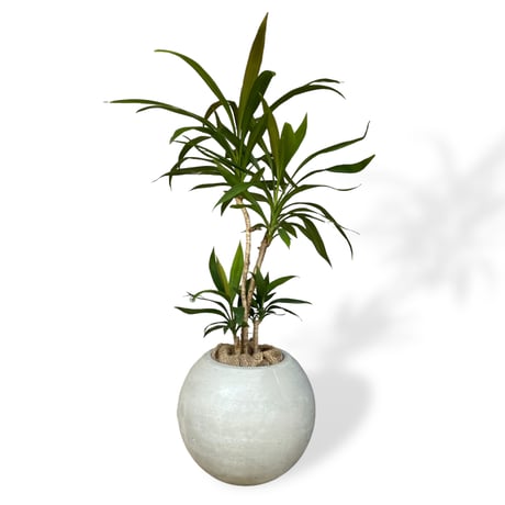 コルジリネ　ストリクタ　Cordyline "Stricta"