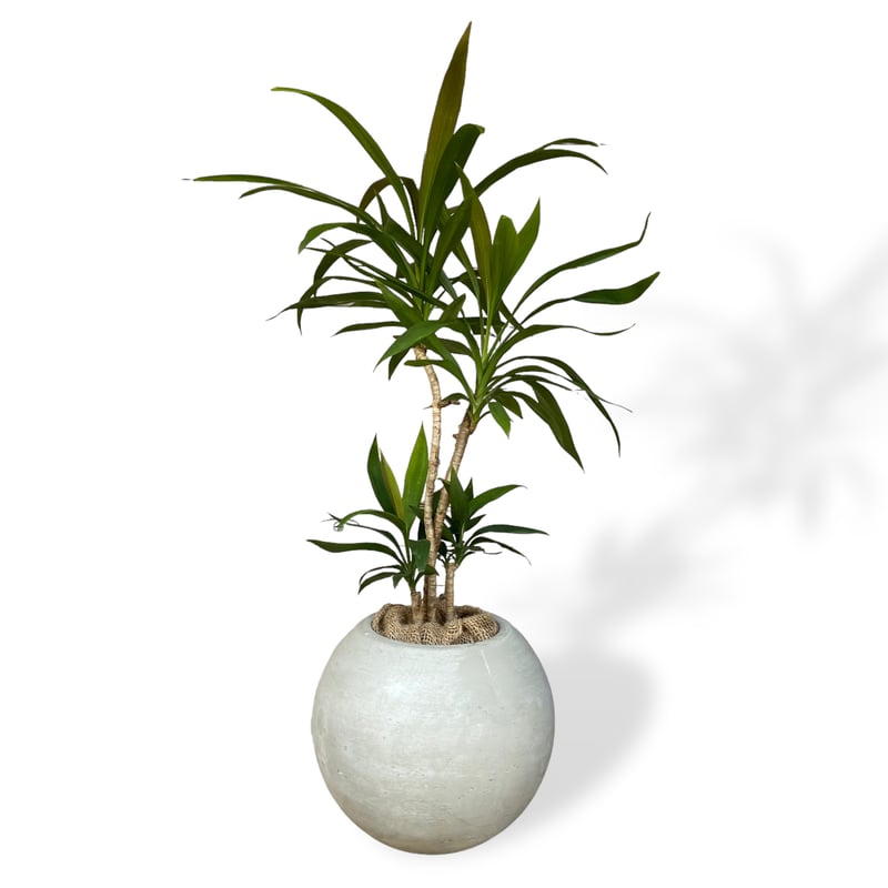 コルジリネ ストリクタ Cordyline 