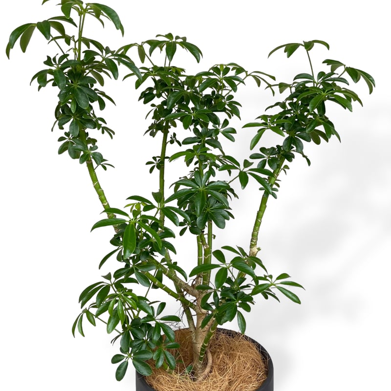 シェフレラ コンパクタ Schefflera arboricola 'Compacta' |