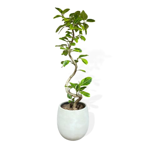 【お届け可能地域】フィカス アルテシマ　Ficus ”Altissima"