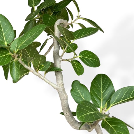 【お届け地域限定】フィカス　ベンガレンシス　 Ficus ”Benghalensis”