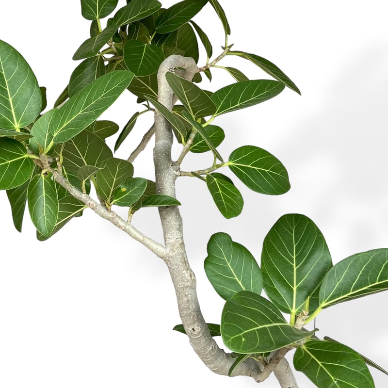 お届け地域限定】フィカス ベンガレンシス Ficus ”Benghalensis” | C