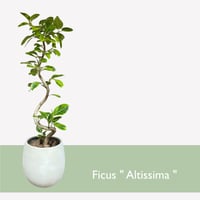 【お届け可能地域】フィカス アルテシマ　Ficus ”Altissima"