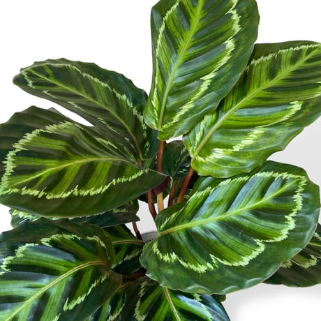 カラテア　メダリオン　Calathea Medallion