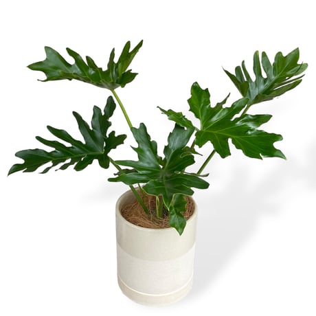 フィロデンドロン　セローム　Philodendron ”Selloum”