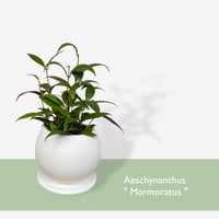 エスキナンサス　マルモラタス　Aeschynanthus ”Marmoratus”