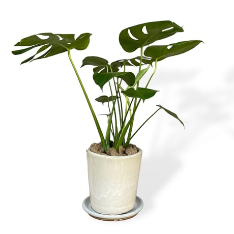 モンステラ　デリシオーサ　Monstera ”Deliciosa”