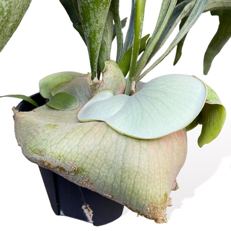プラティセリウム　ネザーランド　　Platycerium "Netherlands"