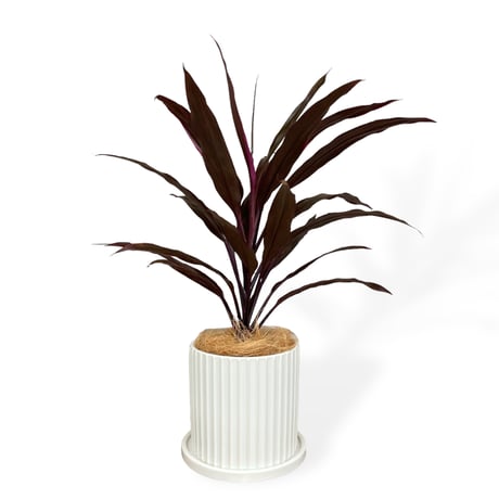 コルジリネ　アイチアカ　Cordyline terminalis ”Aichiaka”