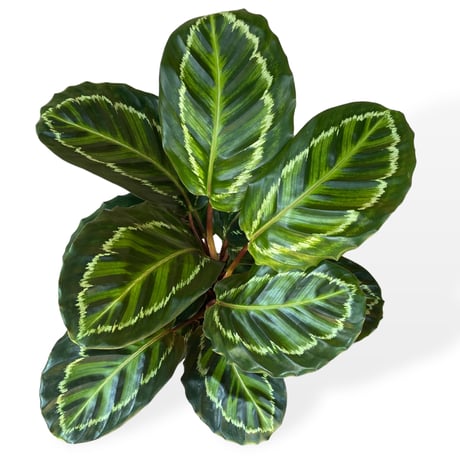カラテア　メダリオン　Calathea Medallion