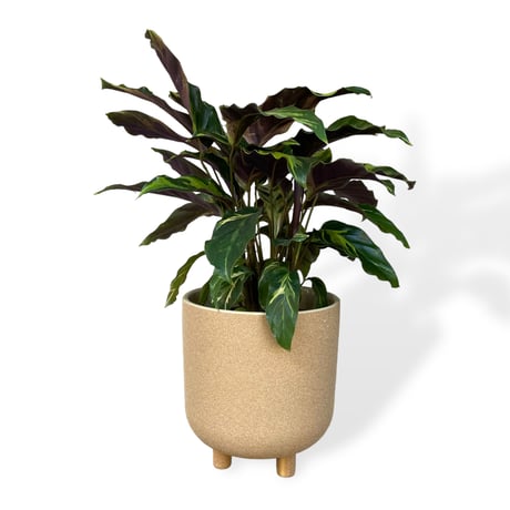カラテア　ロウイサエ　タイビューティー　Calathea louisae  "Thai beauty"
