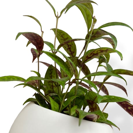 エスキナンサス　マルモラタス　Aeschynanthus ”Marmoratus”