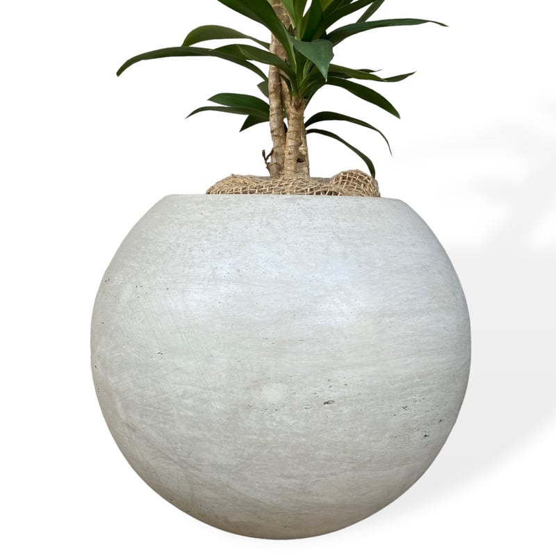 コルジリネ ストリクタ Cordyline 