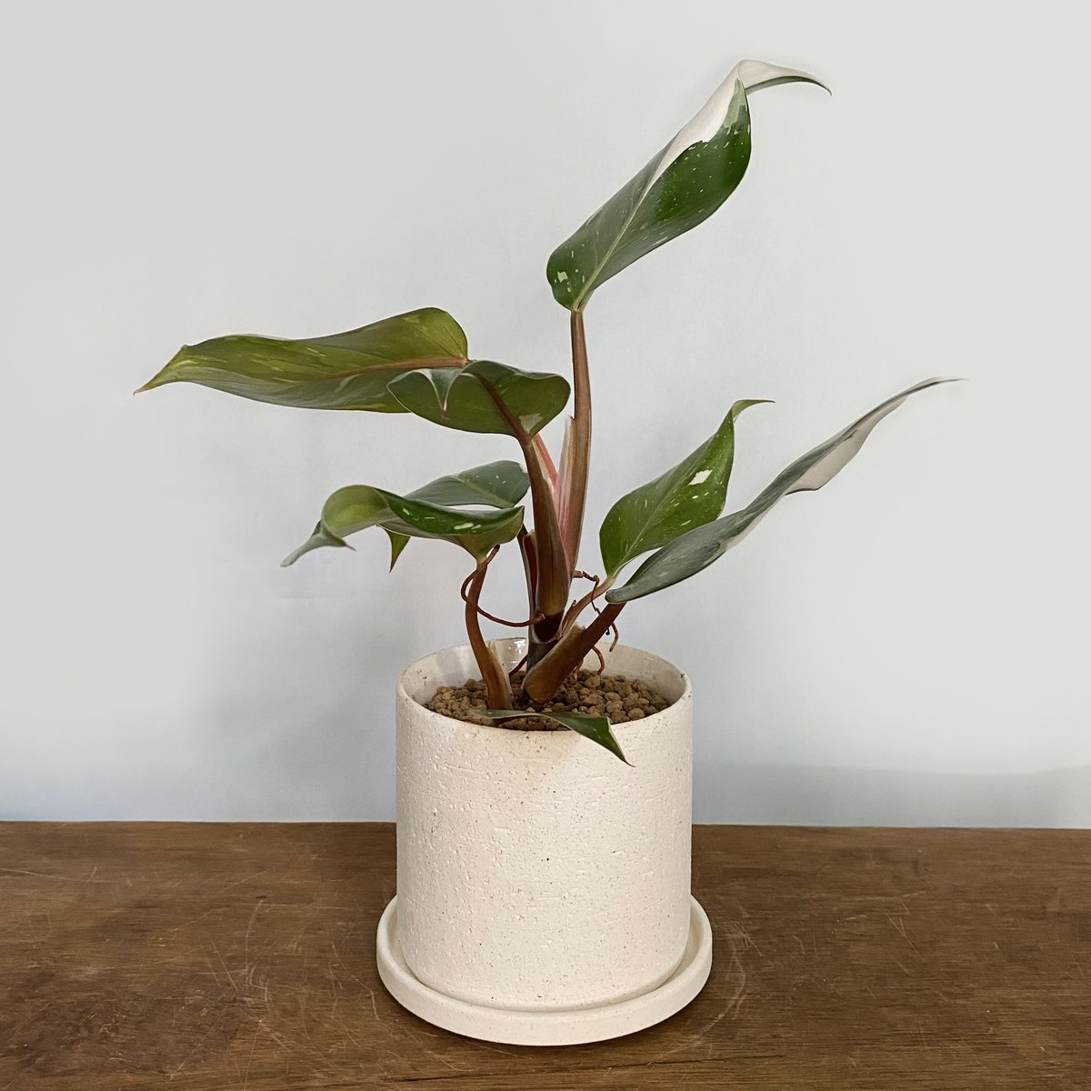 フィロデンドロン ホワイトナイト POT付 | C STORE C