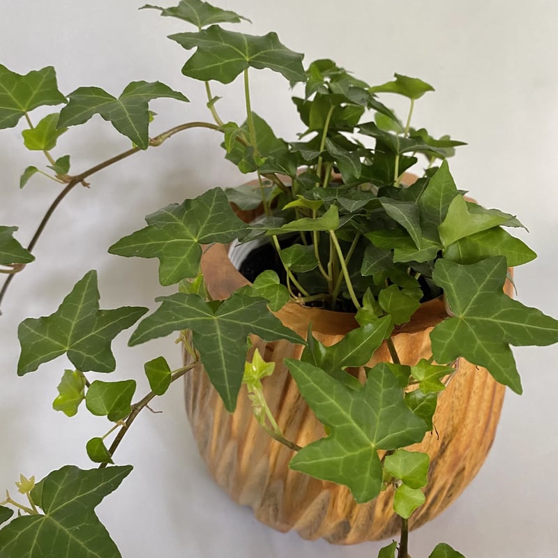 ヘデラ ヘリックス ピッツバーク / アイビー マンゴーポット付 | C STORE C