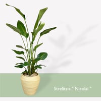 【お届け地域限定】オーガスタ　Strelitzia ”Nicorai”