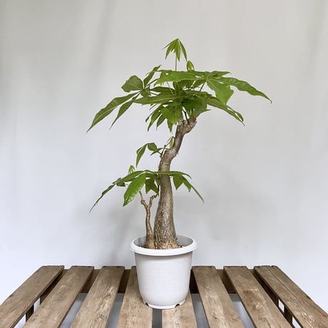 パキラ　（朴タイプ）