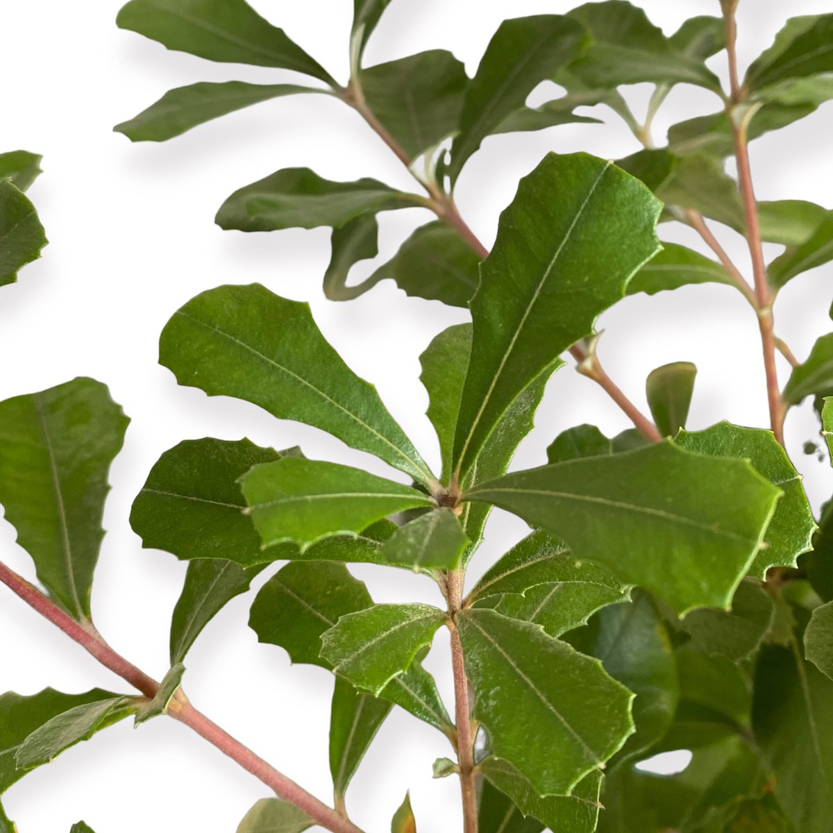 バンクシアコースト① オージープランツ （バンクシア・インテグリフォリア） バンクシア：インテグリフォリア4号ポット の通販 | 園芸ネット