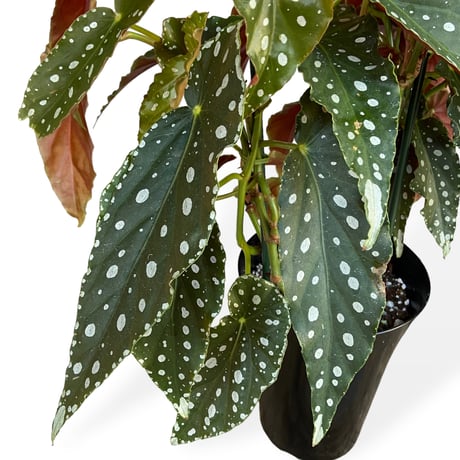 ベゴニア　ホクトシチセイ（北斗七星）　Begonia  ”Hokutoshichisei”