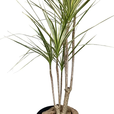ドラセナ　コンシンネ　ホワイボリー　Dracaena concinna ”whibolly”