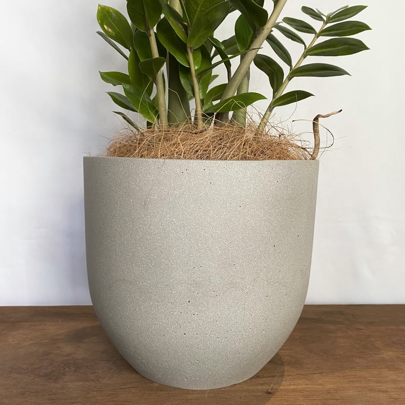 特大　ザミオクルカス sp. 鉢のまま発送　塊根　コーデックス ザミオクルカス ザミフォーリア POT付 | C STORE C