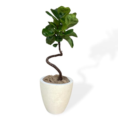 フィカス リラータ バンビーノ（カシワバゴム）　Ficus lyrata bambino