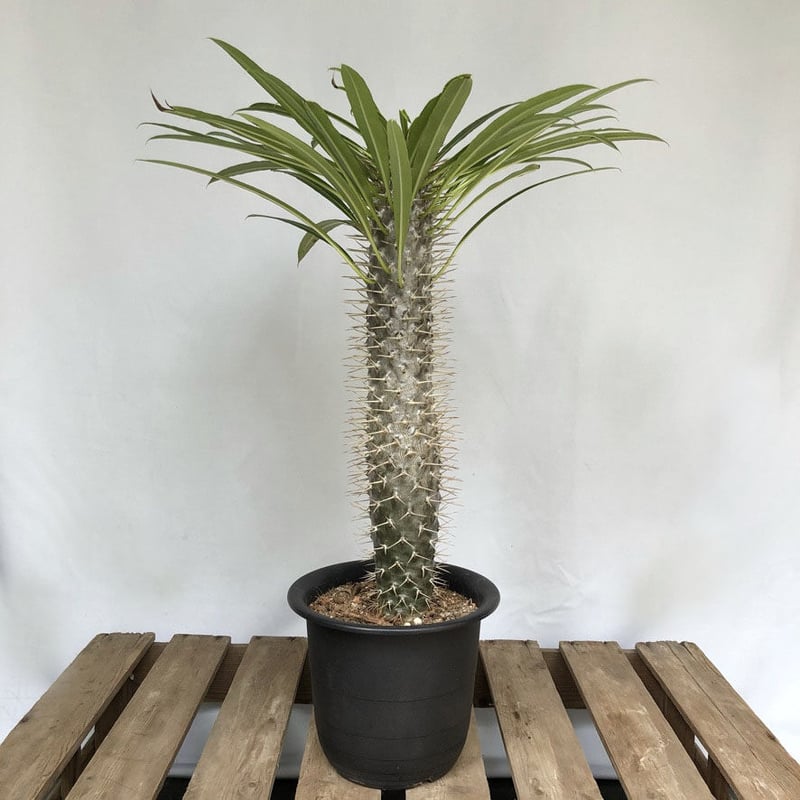 【早い者勝ち】パキポディウム　ラメリー 早い者勝ち】パキポディウム ラメリー - メルカリ