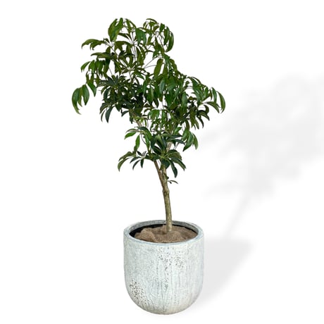 【お届け地域限定】シェフレラ　コンパクタ　Schefflera arboricola Compacta