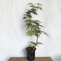エバーフレッシュ