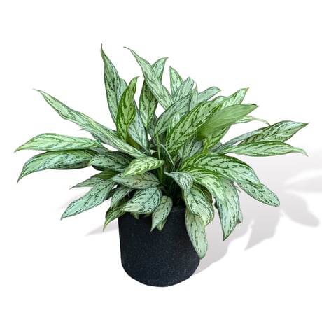 アグラオネマ シルバークイーン　POT付　　Aglaonema "Silver Queen"