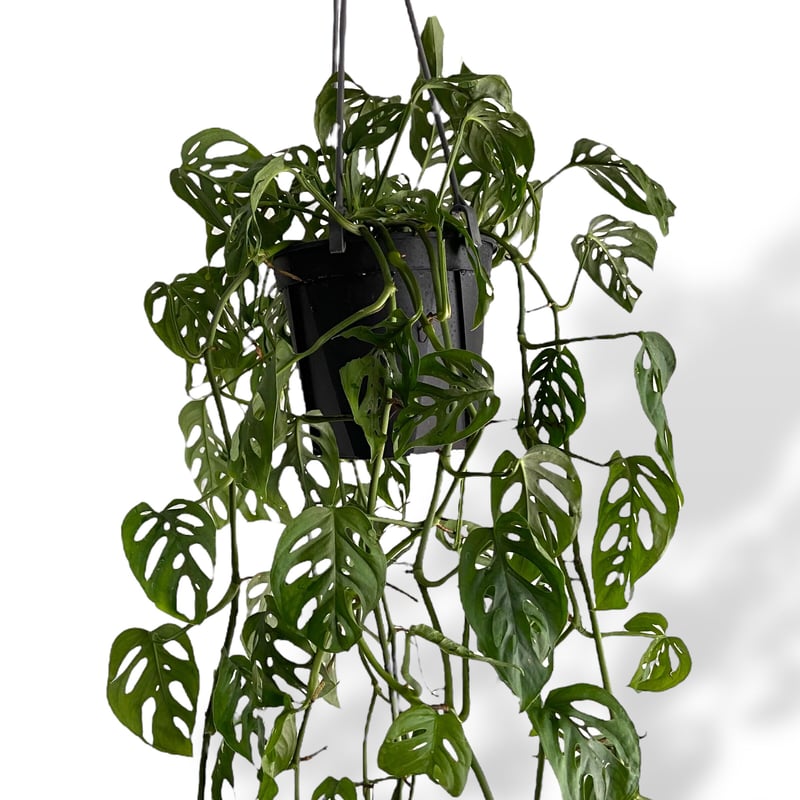 丸山植樹 断糖 丸山植樹 断糖 丸山植樹 断糖 【公式通販】