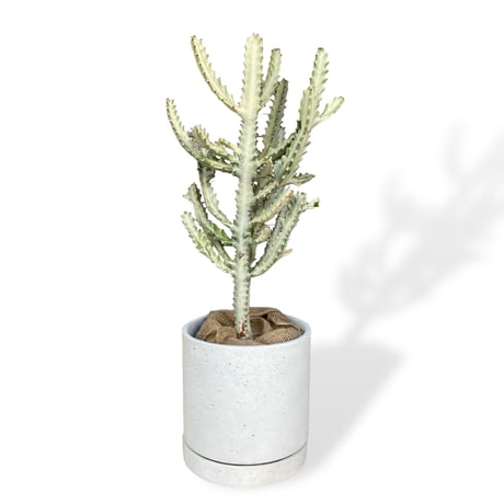【お届け地域限定】ユーフォルビア　ホワイトゴースト　　Euphorbia lactea "White Ghost"