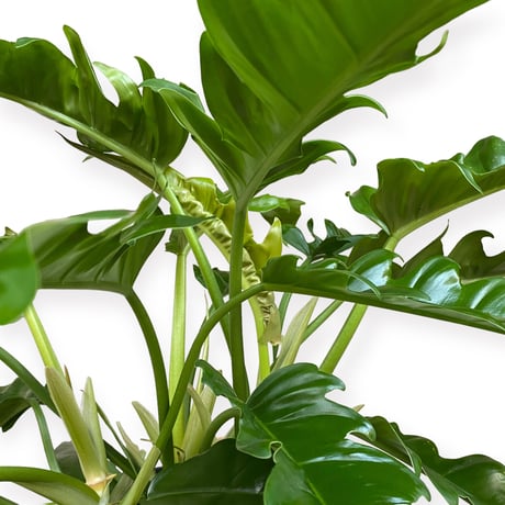 フィロデンドロン　ナロー　 Philodendron "Narrow"
