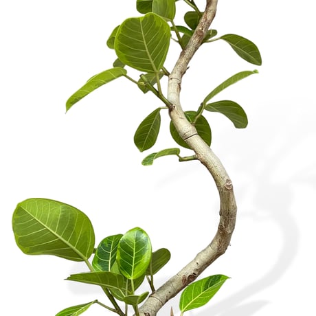 【お届け可能地域】フィカス アルテシマ　Ficus ”Altissima"